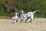 DALMATIEN 024